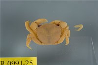 藏品(平背蜞)的圖片